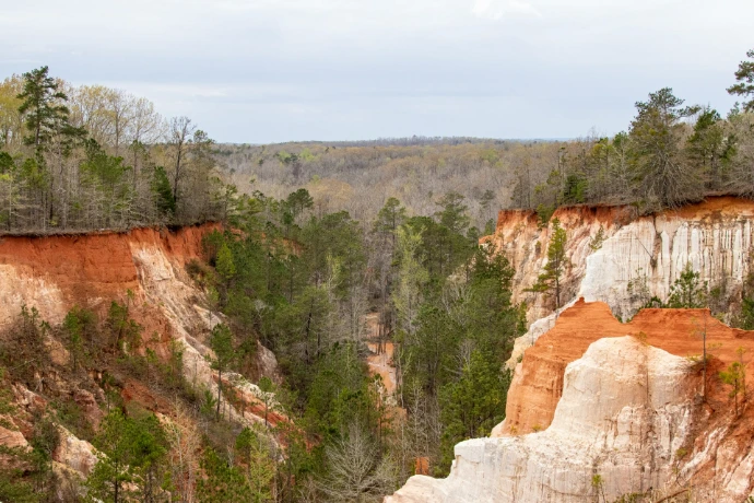 a view of a canyon in the middle of a forest